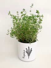 Laden Sie das Bild in den Galerie-Viewer, Kübel Zylinder m. Kräutermotiv